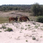 Caii-de-pe-dune-150x150