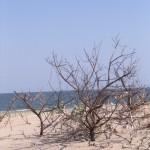 Viata-pe-plaja-150x150