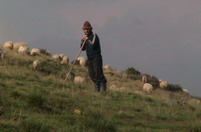 un20cioban20in20varf20de20munte_jpg-mica